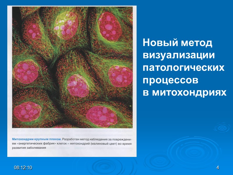 08:12:01 4 Новый метод  визуализации патологических  процессов   в митохондриях